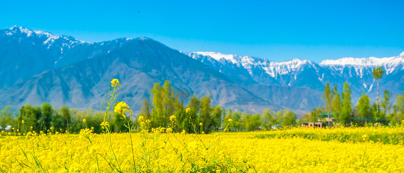 Kashmir